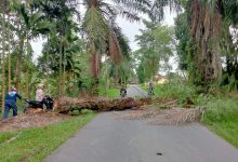 Photo of Pohon Sawit Tumbang di Komplek Kantor Bupati Deli Serdang Nyaris Menimpa Pengendara Sepeda Motor
