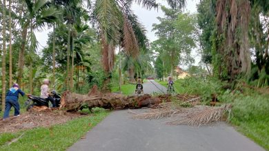 Photo of Pohon Sawit Tumbang di Komplek Kantor Bupati Deli Serdang Nyaris Menimpa Pengendara Sepeda Motor