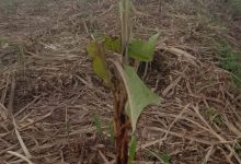 Photo of Lahan Tebu PTPN2 HGU Sei Semayang Digarap, Warga Ancam Petugas Pakai Clurit