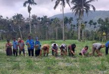 Photo of Camat Gunung Meriah Panen Bawang Merah