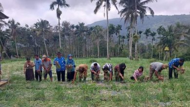 Photo of Camat Gunung Meriah Panen Bawang Merah