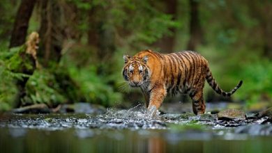 Photo of Warga Tapsel Lihat Harimau di Sawah