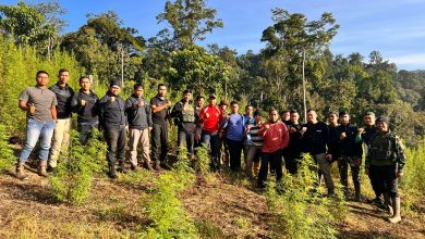 Photo of Personil Gabungan Korem 012/Teuku Umar Berhasil Menemukan Ladang Ganja 8,9 Hektar