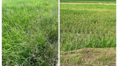 Photo of Tanaman Padi Warga Domas Rusak Akibat Limbah PKS PT. BOSS yang Dibuang ke Sungai Belutu