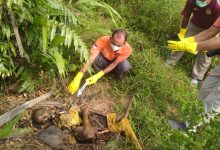Photo of Tengkorak Perempuan Ditemukan di Kebun Sawit PTPN2