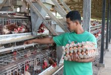 Photo of Harga Telur Ayam Terus Melambung, Disnak Aceh Siapkan Alternatif Solusi