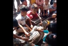 Photo of Mancing di Muara Gambus, Nelayan di Batubara Malah Dapat Buaya