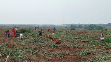 Photo of Okupasi PTPN2 di HGU 94 Kebun Limau Mungkur Berlanjut, Warga Panen Ubi