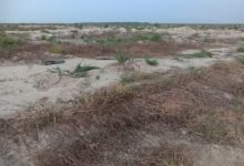 Photo of Sawit Baru Tanam PTPN II Kebun TGP Dibabat OTK, Kerugian Puluhan Juta