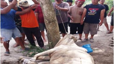 Photo of Lembu Kurban Lepas, Warga Beringin Berlarian Ketakutan