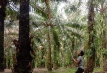 Photo of Menjelang Pemilu 2024, Nasib Buruh Kebun Diabaikan, Tetapi Suara Diperebutkan