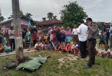 Photo of Maling Sepeda Motor Bidan di Batang Kuis Tewas Dimassa di Tiang Listrik