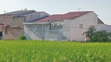 Photo of Usir Burung di Sawah Gunakan Petasan, Warga Lubuk Pakam Berang