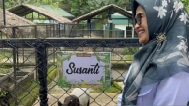 Photo of Zoo Siantar Tambah Koleksi Hewan Tapir