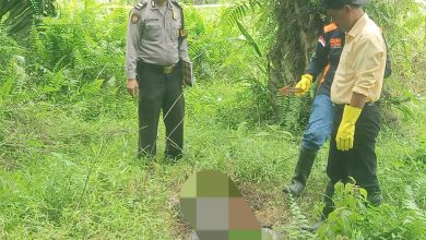 Photo of Mayat Membusuk Tanpa Identitas, Ditemukan di Areal Kebun Sawit PTPN 3 Rambutan