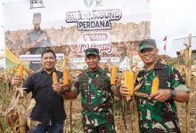 Photo of Ide Brilian Pangdam IM, Panen Jagung Tumpang Sari Program I’M Jagong di Lahan Sawit PT. ASN Sukses