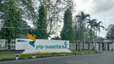 Photo of PTPN2 Melebur menjadi Subholding SupportingCo