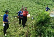 Photo of Penemuan 5 Hektare Ladang Ganja di Madina, Polisi Buru Pemilik