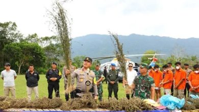 Photo of Polisi Bersama Tim Gabungan Kembali Temukan Ratusan Hektare Ladang Ganja di Madina
