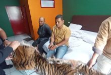 Photo of Jual Kulit Harimau-Sisik Trenggiling, Kakak Beradik di Sidimpuan Ditangkap