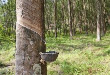 Photo of Krisis Bahan Baku, Ekspor Karet di Sumut Turun