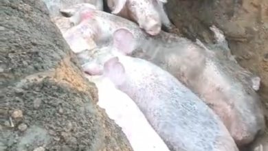 Photo of Diduga Diserang Virus ASF, Ribuan Ternak Babi Milik PT Maharkata Mati