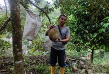 Photo of Petani Pekebun di Palas Sukses Budidayakan Durian Sultan