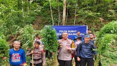 Photo of Polisi Kembali Musnahkan Lima Hektar Ladang Ganja di Madina