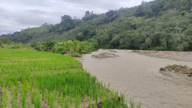 Photo of Ratusan Hektare Sawah di Kecamatan Ulu Barumun Rusak dan Berubah Menjadi Sungai 