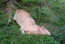 Photo of 11 Ekor Ternak Sapi Milik Warga Pagar Merbau Mati di Lahan Perkebunan