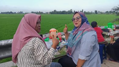 Photo of Setiap Minggu Panatapan Sawah Aras Kabu Ramai Dikunjungi