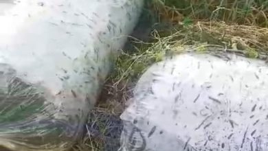 Photo of Petani Cabai Mengeluh Harga Jual Naik Turun