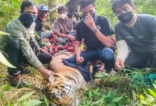 Photo of Harimau yang Serang Petani di Langkat Ditangkap, Warga Diminta Jangan Rambah Hutan