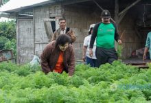 Photo of Bupati Karo: Tanamlah Bibit Wortel Berkualitas Supaya Hasil Panennya Memuaskan