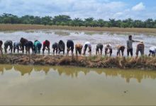 Photo of Kementan: Pompanisasi di Labuhanbatu Utara demi IP 2 dan Produktivitas