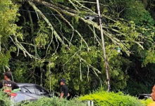 Photo of Pohon Tumbang Ganggu Kelancaran Lintas Parapat, Perlu Pemeliharaan Berkala