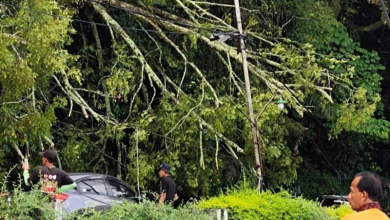 Photo of Pohon Tumbang Ganggu Kelancaran Lintas Parapat, Perlu Pemeliharaan Berkala