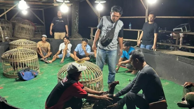 Photo of Polres Simalungun Gerebek Lokasi Sabung Ayam, Ini Dia Pelakunya