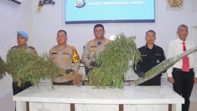 Photo of Pemilik 1,5 Ha Ladang Ganja di Madina Diburu Polisi