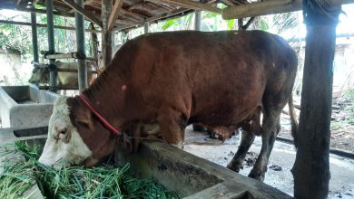 Photo of Rayakan Idul Adha, PTPN1 Regional 1 Tanjung Morawa Sembelih 15 Sapi, 2 Ekor Kambing