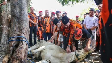 Photo of MPW Pemuda Pancasila Sumut Sembelih 10 Ekor Sapi