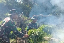 Photo of 2 Hektare Ladang Ganja Kembali Ditemukan Yonif 123/RW saat Menggelar Latihan di Bukit Tor Sihite