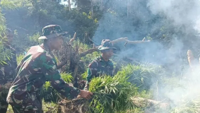 Photo of 2 Hektare Ladang Ganja Kembali Ditemukan Yonif 123/RW saat Menggelar Latihan di Bukit Tor Sihite