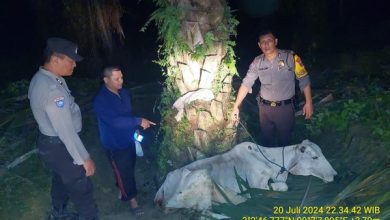 Photo of 2 Satpam di Simalungun Dimassa-Motor Dibakar Warga Usai Kepergok Curi Sapi