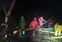 Photo of Akibat hujan dan Angin Kencang Mengakibatkan Pohon Tumbang Melintang di Jalan Proklamasi Stabat
