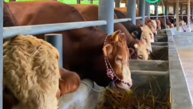 Photo of Peternak di Deli Serdang Berharap Pinjaman Modal