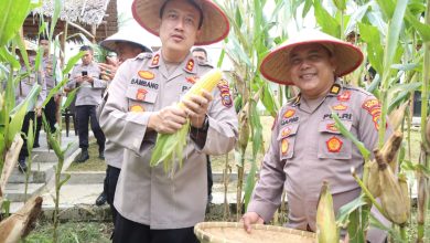 Photo of Polres Binjai Laksanakan Panen raya Tanaman Jagung