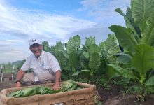 Photo of Panen Perdana PTPN1 Reg 1 Optimis Tembakau Deli Kembali Bangkit