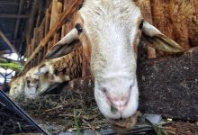 Photo of Idul Adha Kian Dekat, Peternak Kambing Raup Untung