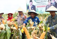 Photo of Panen Raya Jagung, Wabup: Bahu Membahu Dukung Ketahanan Pangan